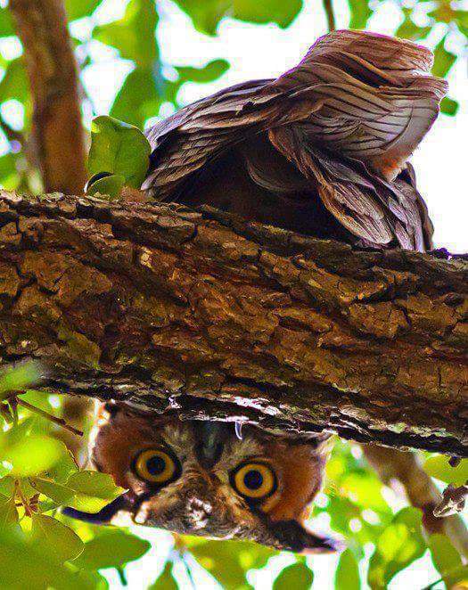 34812997_1825392554147604_9013559693284474880_n