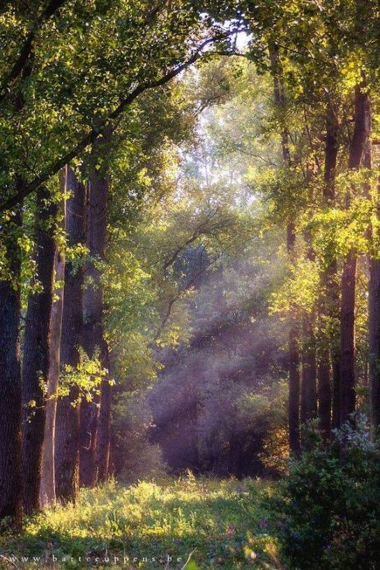 35298464_1772017189544272_7704212095323078656_n