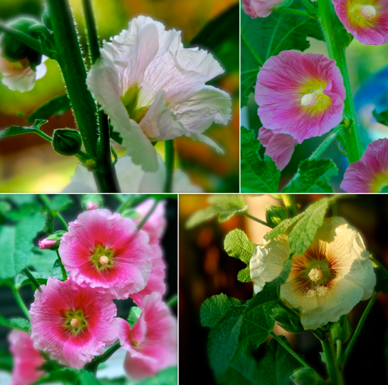 Screen Shot 2018-06-02 at 6.03.02 PM.png