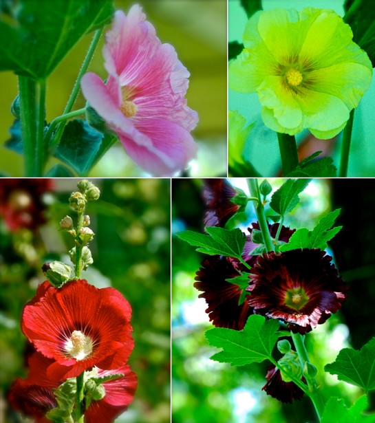 Screen Shot 2018-06-02 at 6.26.45 PM.png