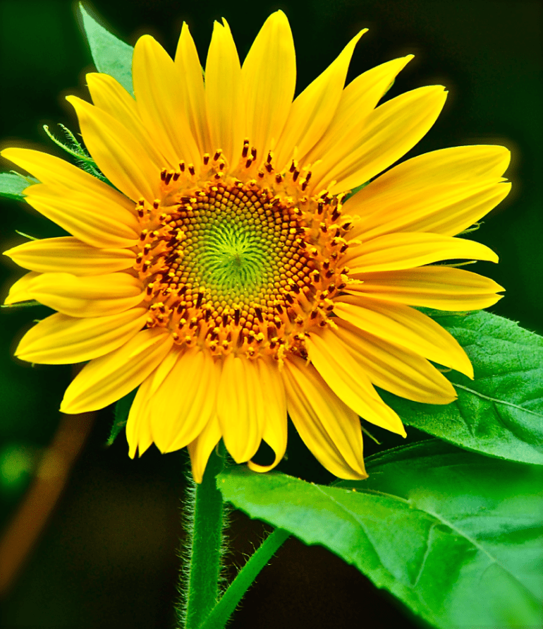 Screen Shot 2018-06-07 at 10.26.02 PM.png