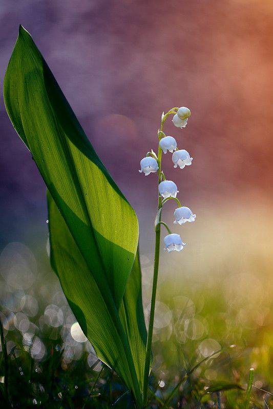 37027490_1813743752038282_2687673191035305984_n