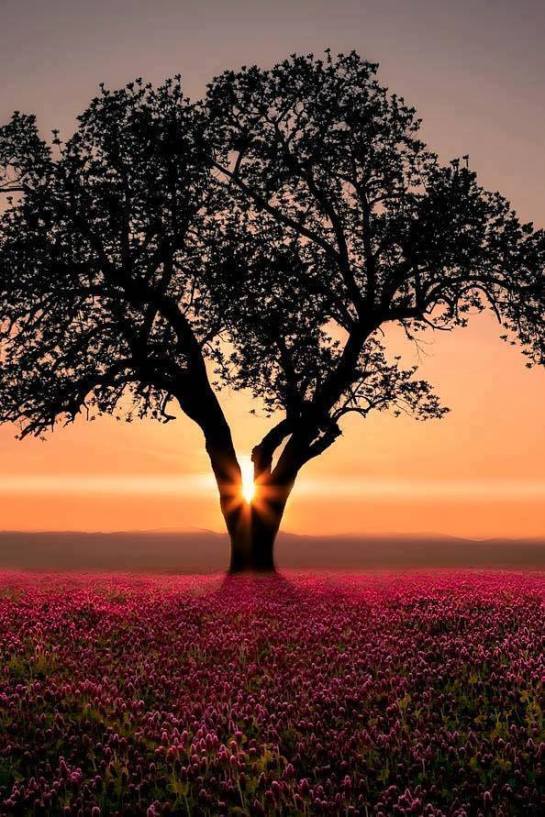 37687819_2189529464395187_1245836482036367360_n