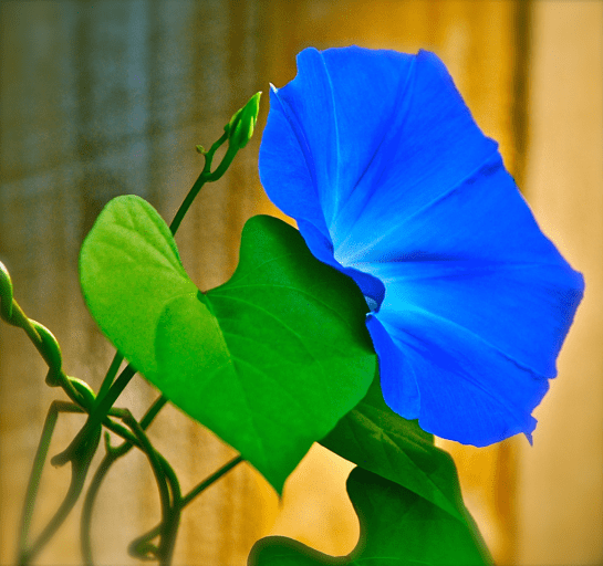 Screen Shot 2018-07-21 at 9.16.07 PM.png