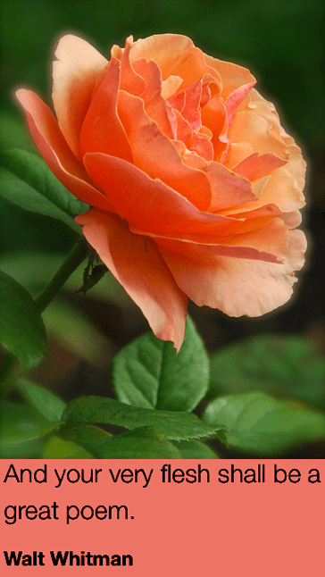 Screen Shot 2018-07-27 at 11.07.11 PM.png