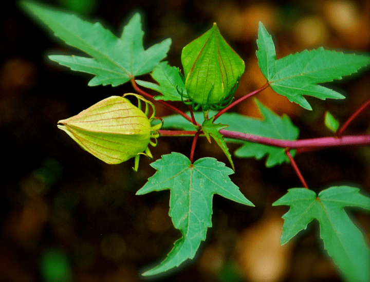 Screen Shot 2018-07-29 at 9.49.38 PM.png