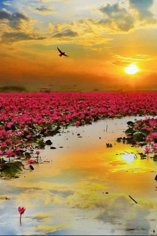 40009867_2245970502084416_1646801683759497216_n