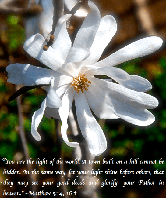 Screen Shot 2018-08-04 at 10.19.09 PM.png