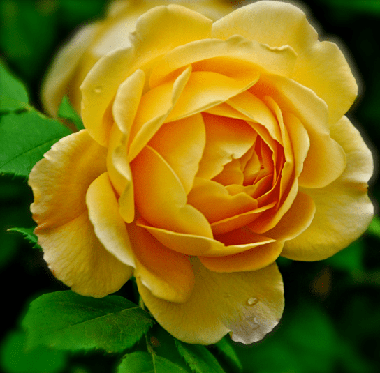 Screen Shot 2018-08-21 at 11.00.22 PM.png