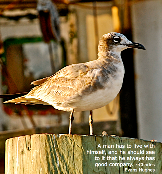 Screen Shot 2018-08-22 at 8.44.31 PM.png