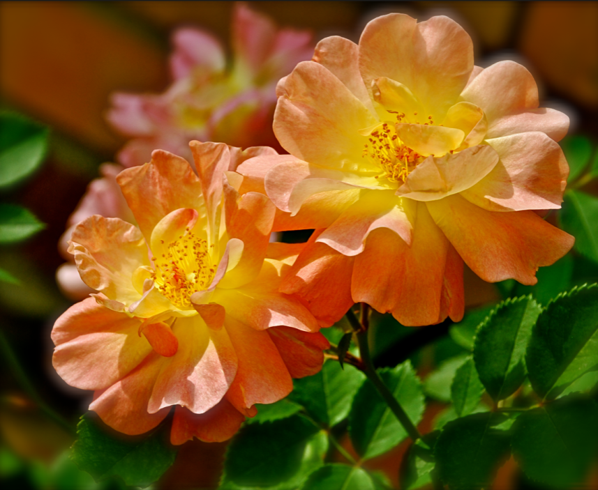 Screen Shot 2018-08-26 at 10.41.17 AM.png