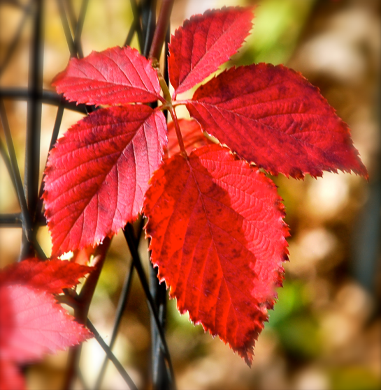 Screen Shot 2018-09-18 at 12.35.46 PM.png