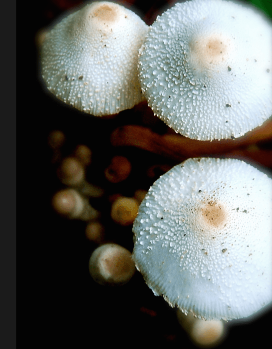 Screen Shot 2018-10-03 at 10.16.09 PM.png