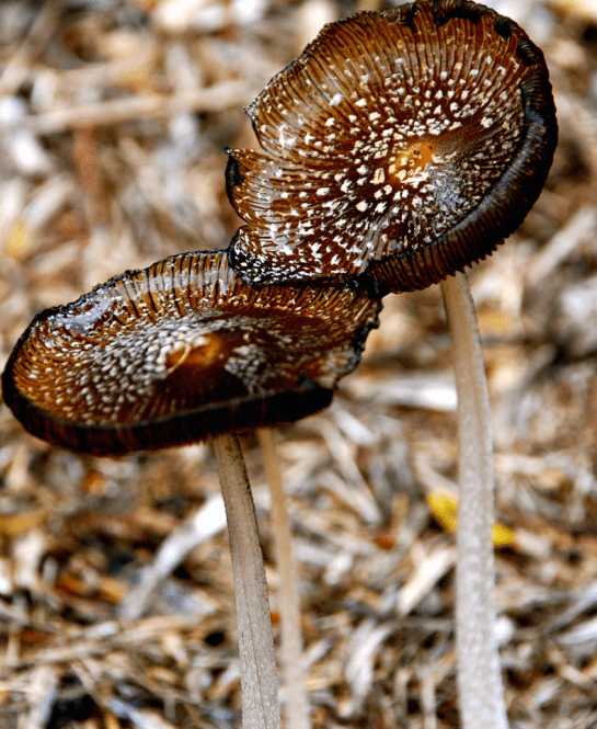 Screen Shot 2018-10-03 at 10.16.28 PM.png