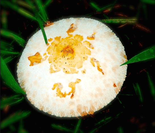 Screen Shot 2018-10-03 at 10.16.41 PM.png