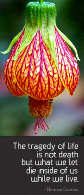 Screen Shot 2019-01-14 at 12.29.53 PM.png