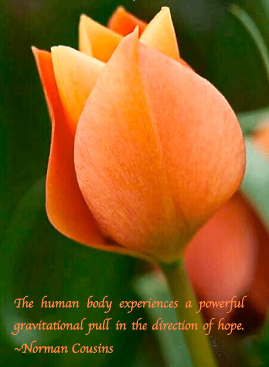 Screen Shot 2019-01-14 at 2.55.32 PM.png