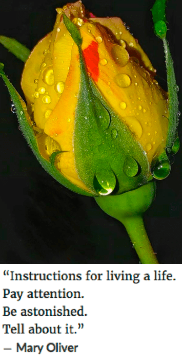 Screen Shot 2019-01-21 at 11.44.52 AM.png