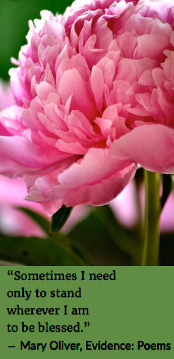 Screen Shot 2019-01-24 at 9.15.29 PM.png