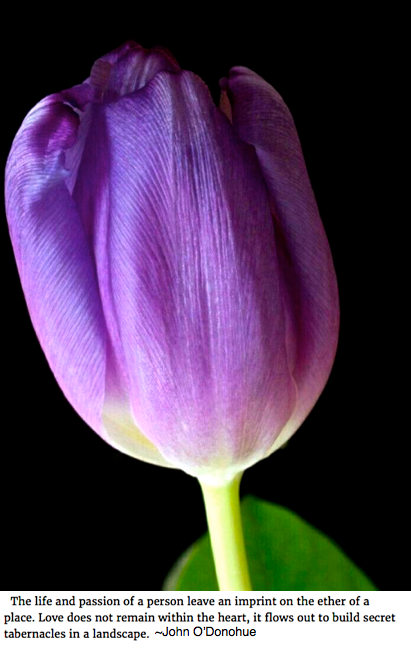 Screen Shot 2019-01-27 at 9.34.33 PM.png