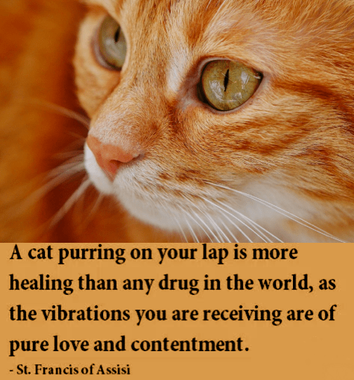 Screen Shot 2019-02-12 at 9.59.04 PM.png