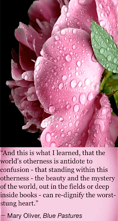 Screen Shot 2019-03-07 at 10.21.36 PM.png